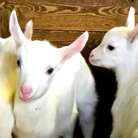 Panzió Chevres A Cheval