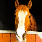 فندق مبيت وإفطار Chevres A Cheval 4*