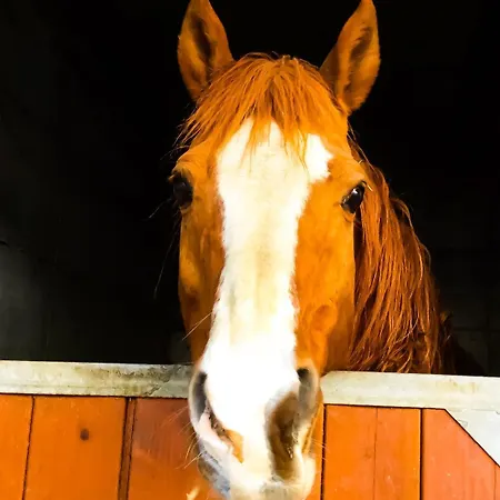 B&B Chevres A Cheval 4*